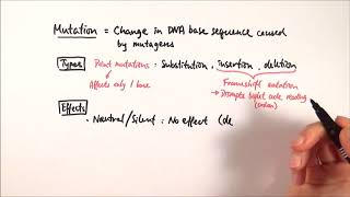 A2 Biology  Types of mutations OCR A Chapter 191 [upl. by Horsey91]