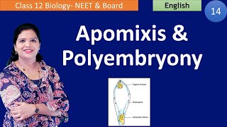 Apomixis and Polyembryony NCERT Class 12  English [upl. by Murtha246]