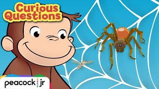 Why Do Spiders Build Webs  CURIOUS QUESTIONS [upl. by Penhall]