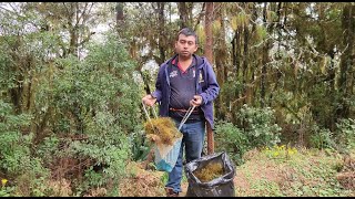 Buscando adorno Navideño en el monte musgo  con la familia [upl. by Ihcego]