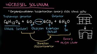 Hücresel Solunum Fen Bilgisi [upl. by Achilles]