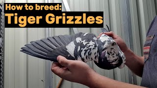 How to breed Black Tiger Grizzle Pigeons [upl. by Him]