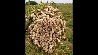 Exploring Groundnut 🥜 Under a Microscope [upl. by Safier]