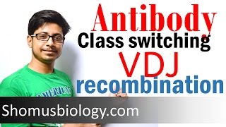 VDJ recombination  antibody class switching [upl. by Hsemar]