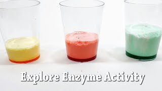 Explore Enzymes  STEM Activity [upl. by Lejeune417]