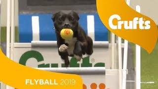 Flyball  Team SemiFinals  Part 1  Crufts 2019 [upl. by Bullock611]