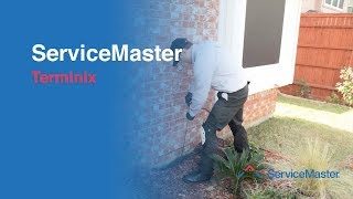 Terminix  Termite Services  ServiceMaster [upl. by Chicky415]