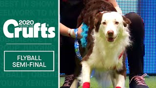 Flyball  Semi Finals  Crufts 2020 [upl. by Yim]