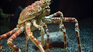 Check Out This Japanese Spider Crab Molt [upl. by Chappie]