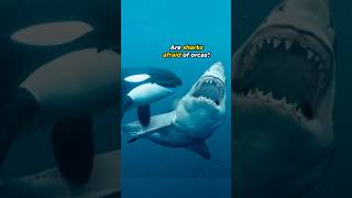 Are Sharks Afraid of Orcas [upl. by Furr]