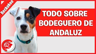 Todo sobre el perro bodeguero de andaluz [upl. by Dannel]