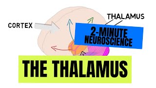 2Minute Neuroscience Corticospinal Tract [upl. by Romonda]