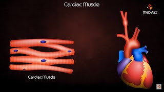 Cardiac Muscle Physiology Animation [upl. by Aenat]