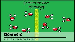 OLD VIDEO Osmosis [upl. by Nee]