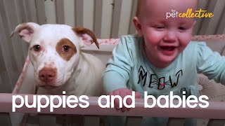 Adorable Puppies amp Babies [upl. by Adnaloj]