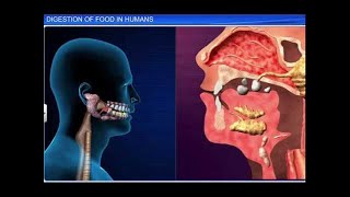 CBSE Class 11 Biology  Digestion of Food [upl. by Henricks966]