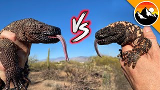 Beaded Lizard vs Gila Monster [upl. by Nonnahsed]