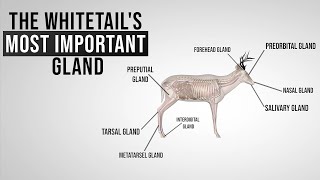 The Whitetails Most Important Gland [upl. by Keeley903]