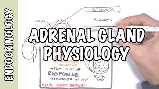 Endocrinology  Adrenal Gland Hormones [upl. by Ronile669]