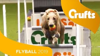 Flyball  Team Quarter Finals  Crufts 2019 [upl. by Rachael]