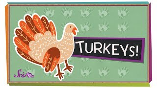 Fun Facts About Turkeys  Fall Science  Holiday Science  SciShow Kids [upl. by Allesor180]