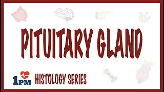 Pituitary Gland Histology [upl. by Igic]