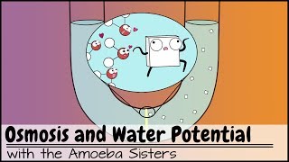 Osmosis and Water Potential Updated [upl. by Colb]