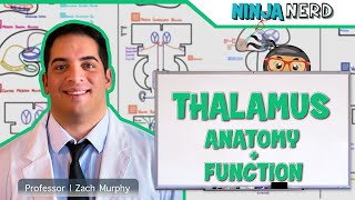 Neurology  Thalamus Anatomy amp Function [upl. by Esilanna895]