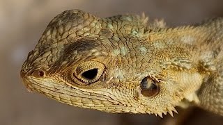 Lizards  Reptile Documentary [upl. by Ailesor]