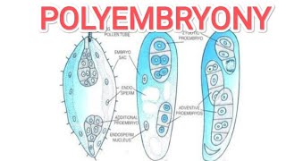 Polyembryony [upl. by Mart480]