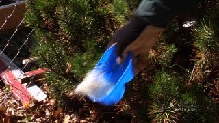 Systemic Insecticide to Protect Trees  From the Ground Up [upl. by Blaseio]