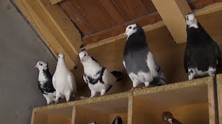 Tipplers amp Serbien Highflyer Pigeon racing 2019 [upl. by Shepard214]