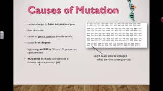 Causes of mutation 2016 IB Biology [upl. by Risser]