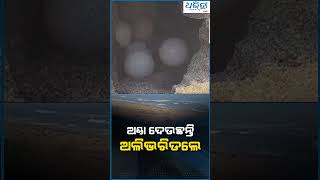 ଅଣ୍ଡା ଦେଉଛନ୍ତି ଅଲିଭରିଡଲେ [upl. by Zeke]