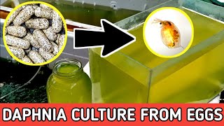 HOW TO HATCH DAPHNIA EGGS  HOW TO CULTURE DAPHNIA [upl. by Neisa222]