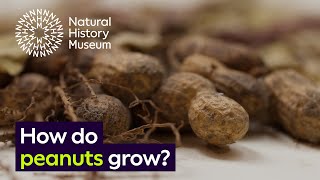 How do peanuts grow  Surprising Science [upl. by Oiluig]