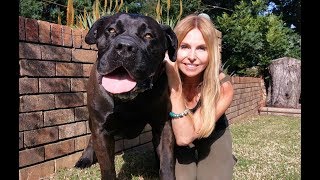 THE BOERBOEL LION DOG  MOST POWERFUL MASTIFF IN SOUTH AFRICA [upl. by Chasse275]