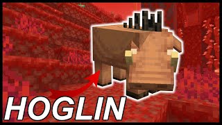 How To Tame Hoglins In Minecraft 116 [upl. by Xyno]