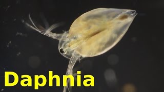 Daphnia [upl. by Giselbert864]