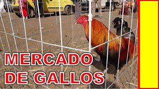 🇲🇽 Mercado de gallos en México 🇲🇽 [upl. by Rambort]