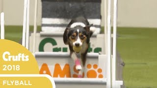 Flyball  Team SemiFinals  Crufts 2018 [upl. by Mariquilla733]