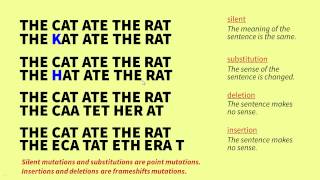 The Genetic Code and Mutations [upl. by Dadirac]