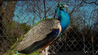 Peacock feeding and raising [upl. by Peirsen]