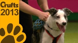 Flyball  Team Finals  Crufts 2013 [upl. by Li]