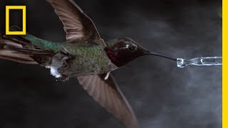 See Hummingbirds Fly Shake Drink in Amazing Slow Motion  National Geographic [upl. by Garling]