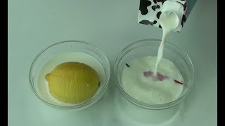 How to make yogurt culturestarter at home Cooking A Dream [upl. by Zoarah]