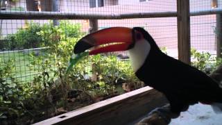 Toco Toucan Courtship Vocalization [upl. by Andrews]