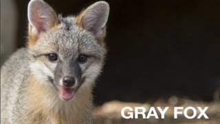 Creature Feature Gray Fox [upl. by Nauqan]