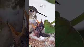 Hummingbirds From Egg to Fledge in 1 Minute [upl. by Nesyrb826]