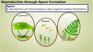 Spore formation and Apomixis [upl. by De Witt]